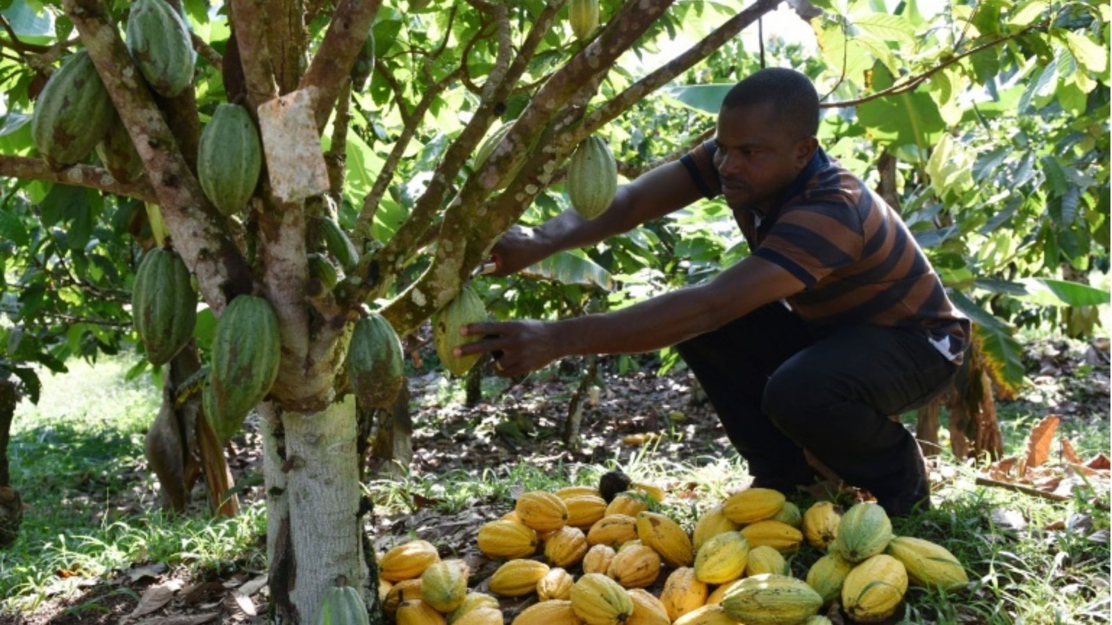 Classement Des Plus Grands Producteurs De Cacao Dans Le Monde