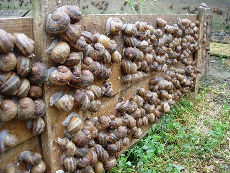 Entrepreneuriat en Afrique élevage des escargots de la richesse