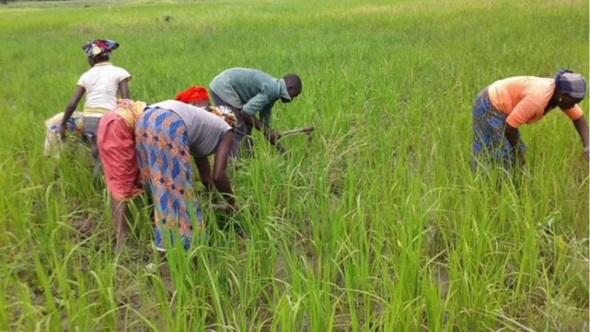 Le budget pour la campagne agricole 2024 2025 à la hausse