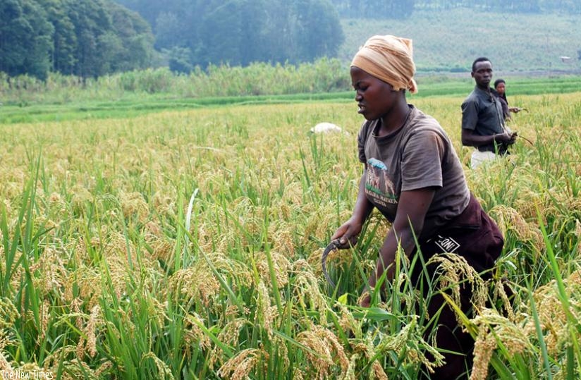 Rwanda : la croissance économique du PIB a atteint 9,4% en 2019 (NISR)