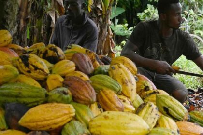 Cacao Côte d'Ivoire-Ghana