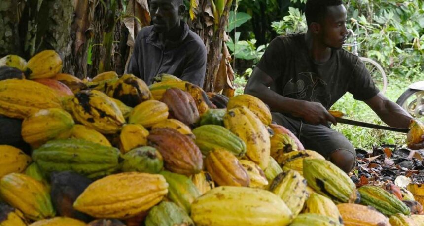 Cacao Côte d'Ivoire-Ghana