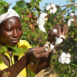 La Compagnie Malienne pour le Développement du Textile