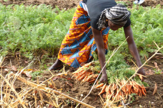 l’investissement agricole au Togo