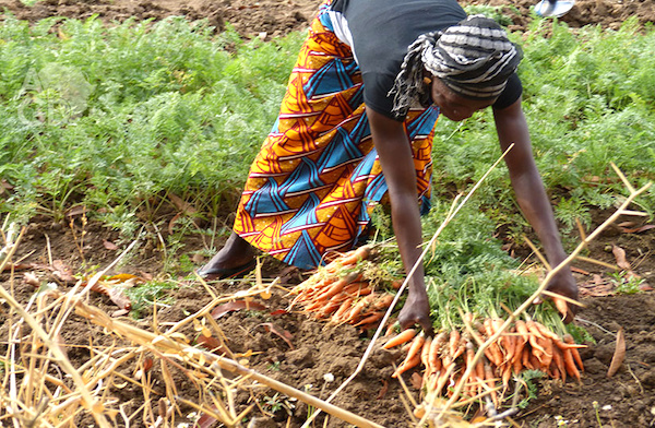 l’investissement agricole au Togo