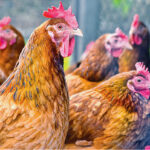 Plan de riposte contre la grippe aviaire