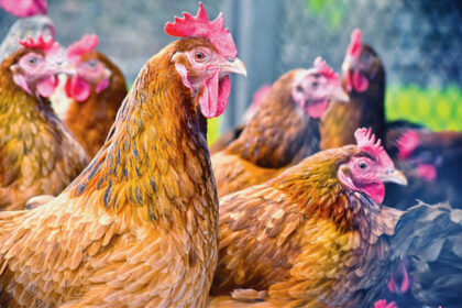 Plan de riposte contre la grippe aviaire