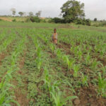 campagne agricole 2021-2022 au Togo