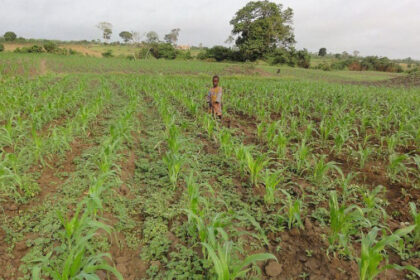 campagne agricole 2021-2022 au Togo