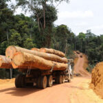 l’exportation du bois de sciage