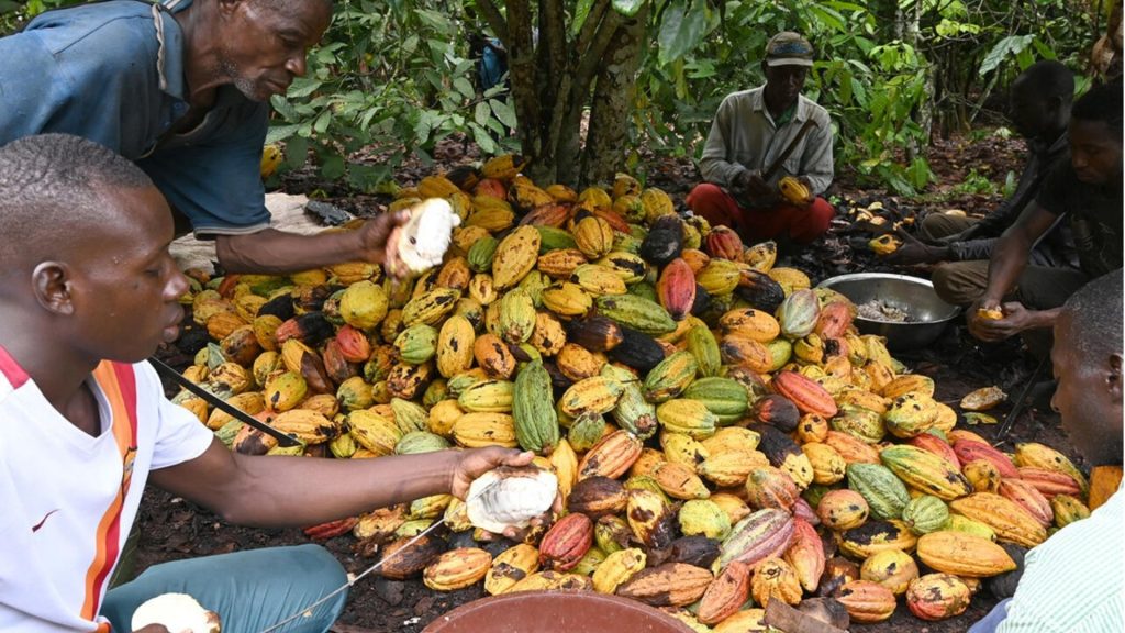 grands producteurs de cacao dans le monde