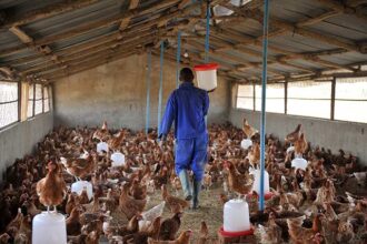 Grippe aviaire à Dapaong