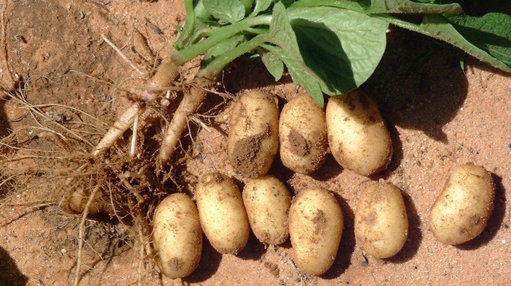 Bienfaits de la pomme de terre