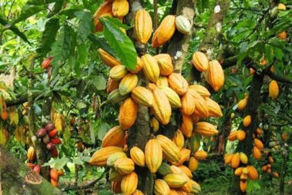 production du cacao au Libéria