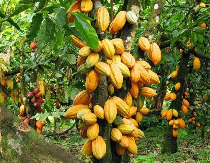 production du cacao au Libéria