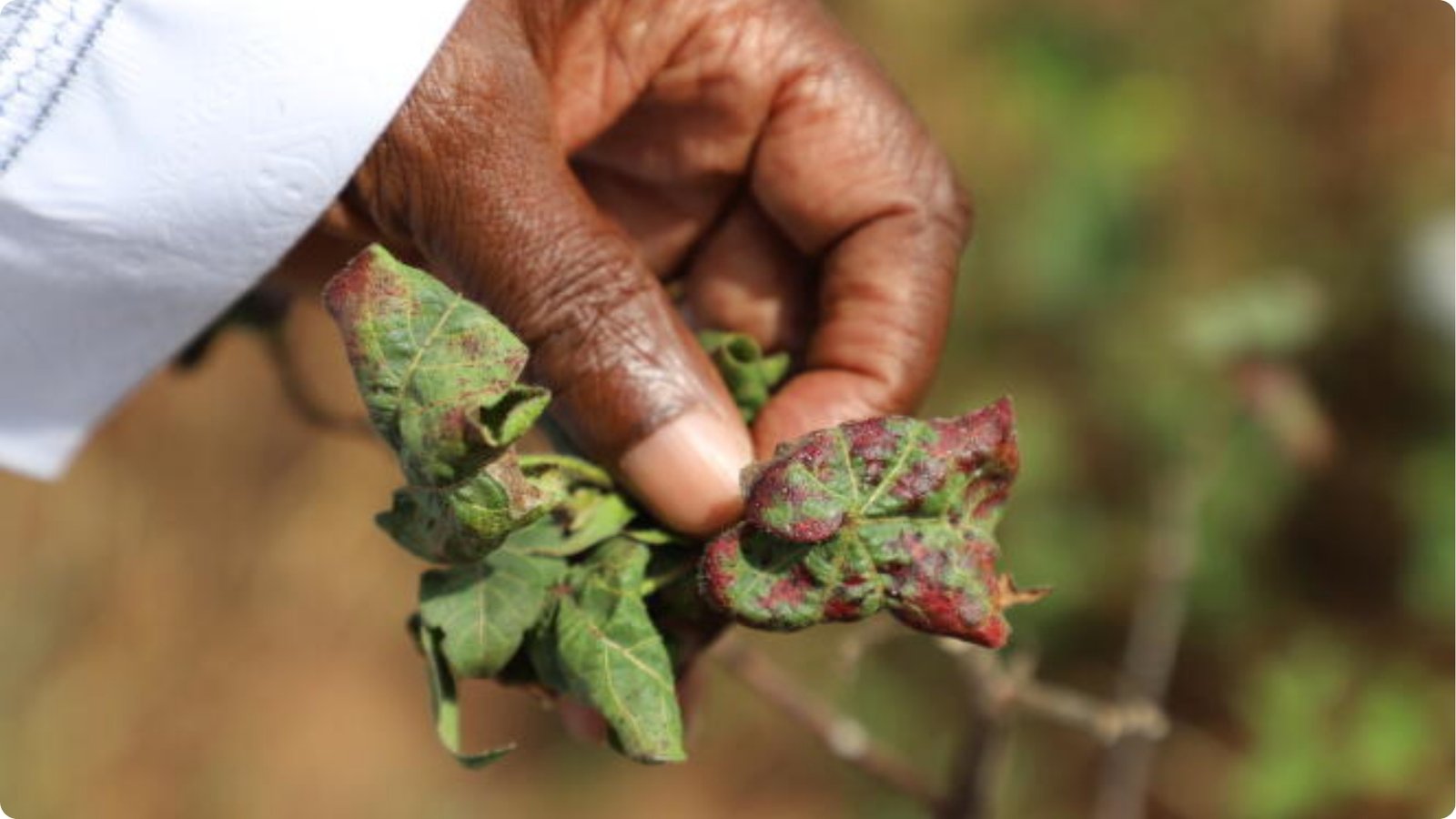 attaques des jassides en Côte d'Ivoire