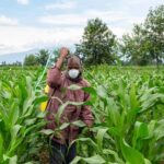 Campagne agricole 2023 au Burkina Faso | Ocean's News