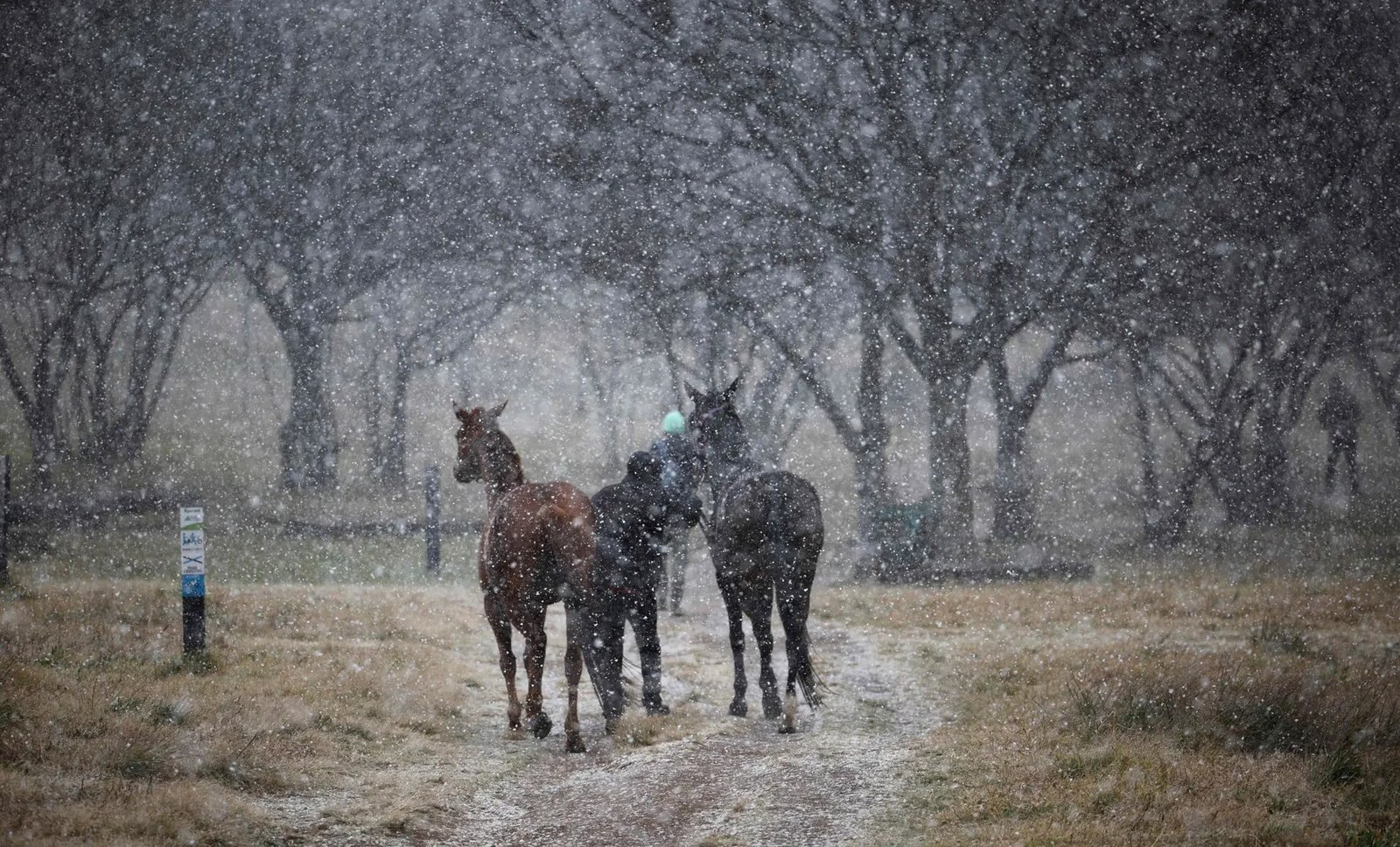 Chutes de neige à Johannesburg