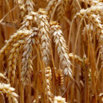 L'autosuffisance en blé au Nigéria, une quête absolue !