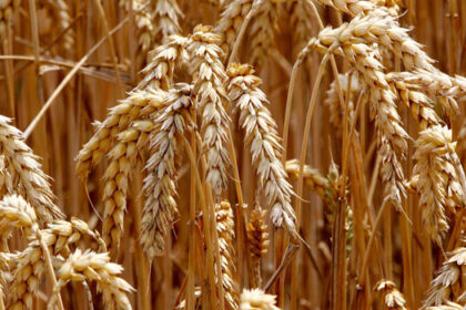 L'autosuffisance en blé au Nigéria, une quête absolue !