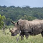 disparitions de rhinocéros au parc Kruger
