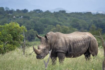 disparitions de rhinocéros au parc Kruger