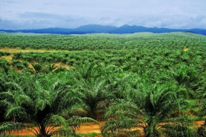 mesures de commercialisation des produits Hévéa-Palmier à huile en Côte