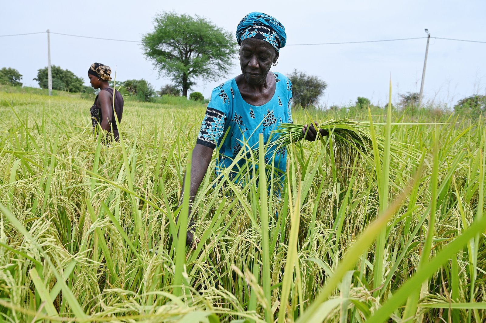 sécurité alimentaire en Tanzanie