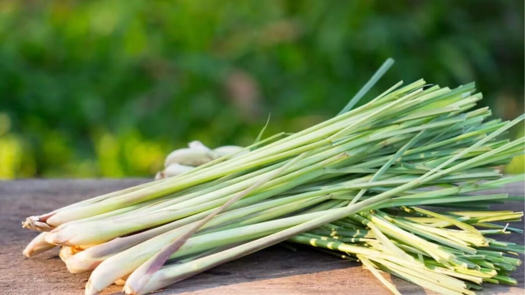 bienfaits de la citronnelle