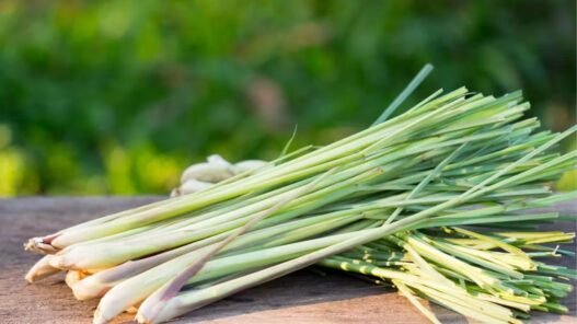 bienfaits de la citronnelle