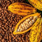 exportations du Café-Cacao du Togo