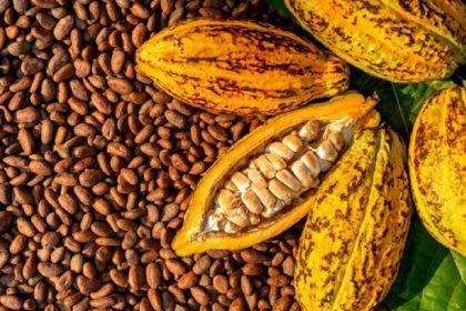 exportations du Café-Cacao du Togo