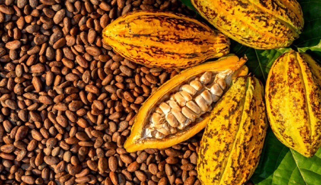 exportations du Café-Cacao du Togo