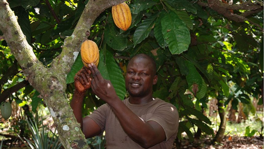 producteurs de cacao du Cameroun