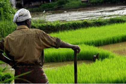 production de riz pluvial