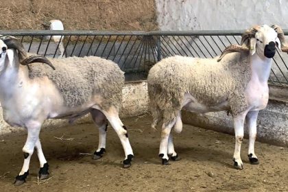 prix des moutons au Maroc