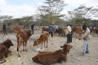 éleveurs Maasaï du Kenya