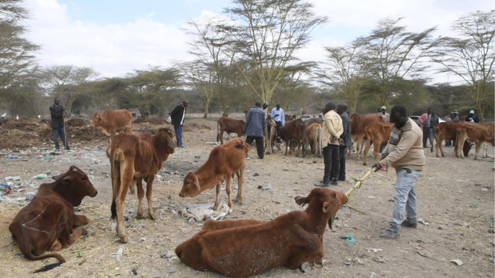 éleveurs Maasaï du Kenya