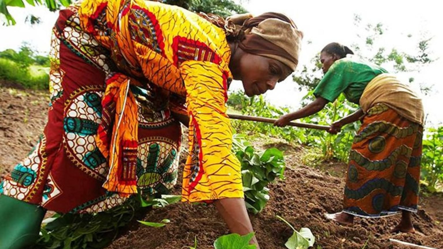 Conservation des eaux et sols agricoles au Togo