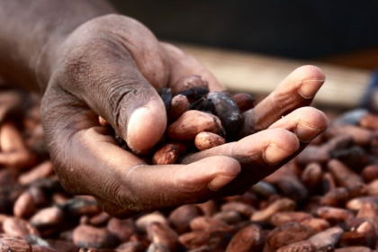 hausse des prix du cacao au Ghana