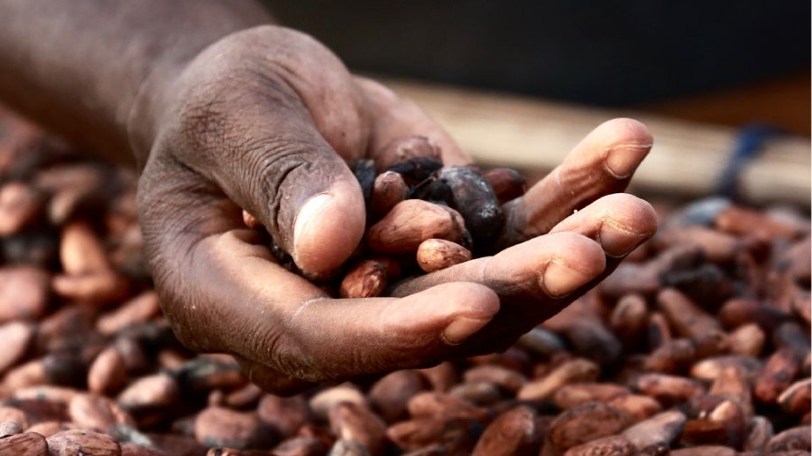 hausse des prix du cacao au Ghana