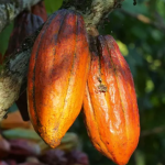 prix du cacao au Ghana