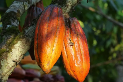 prix du cacao au Ghana