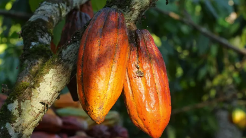 prix du cacao au Ghana