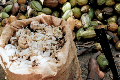 Augmentation du prix du cacao en Côte d’Ivoire