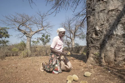 cueillette des fruits de baobab