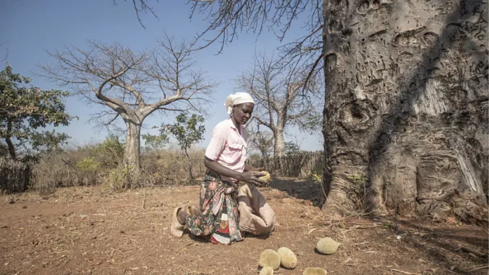 cueillette des fruits de baobab