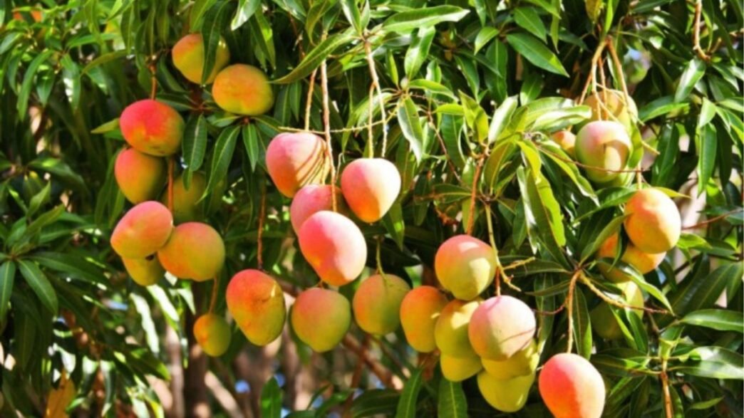 Production de mangues en Afrique