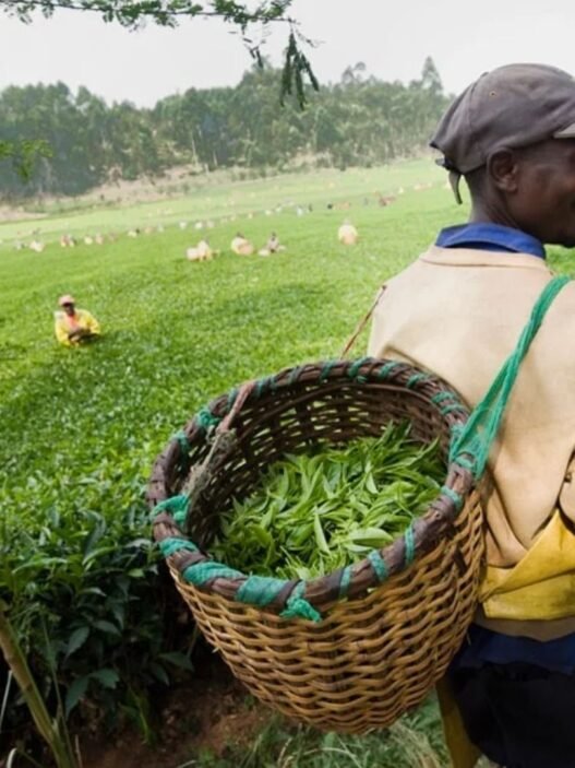 production de thé au Rwanda