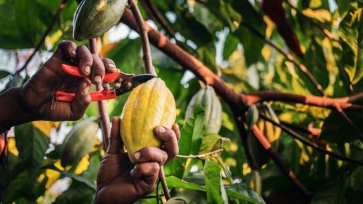 Projet cacao-éco